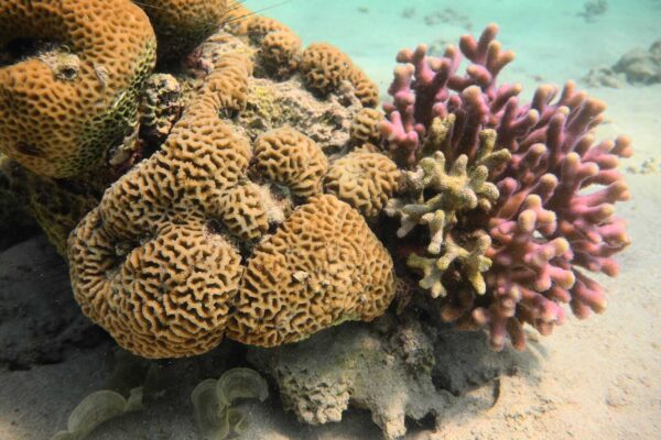 אלמוגים (צילום: שי רוזן)