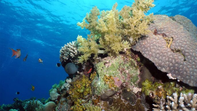 אלמוגים באילת (צילום: שי רוזן)