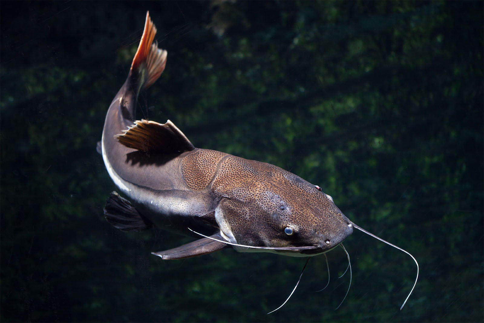 דג שפמנון, (phractocephalus,Hemioliopterus).
