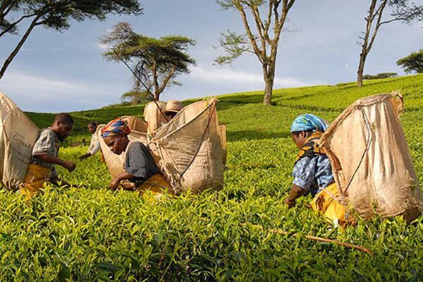 עובדות במטע תה במלאווי. "נדרשות פעמים רבות לספק טובות הנאה מיניות בתמורה לחידוש עבודתן" (צילום: malawi travel)