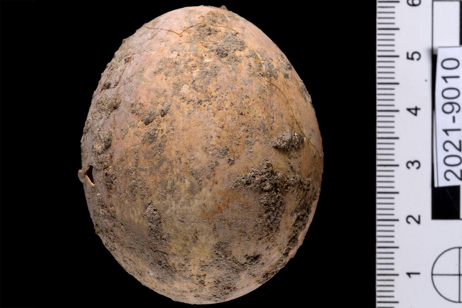 הביצה שנחשפה בחפירה (צילום: דפנה גזית / רשות העתיקות)