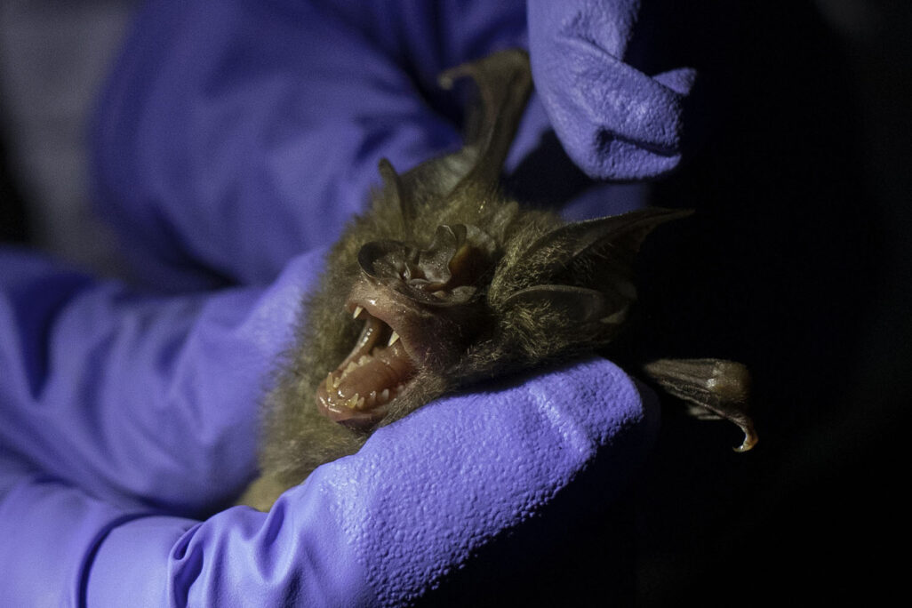 חוקר בודק עטלף במערה בתאילנד, יולי 2020. יתכן שחוקר שנדבק באופן כזה לא פיתח כל תסמינים, והעביר את הנגיף לעמיתיו ולבני אדם אחרים באופן ישיר, מבלי שאיש מהם יהיה מודע לכך שנדבק (AP Photo/Sakchai Lalit)