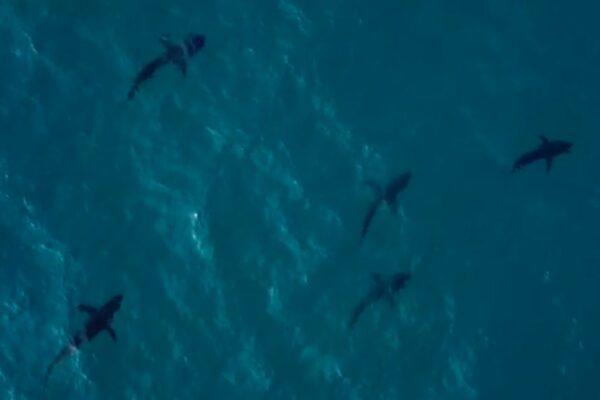 להקת כרישים (צילום: פריאל דיין, דוברות עיריית חיפה)