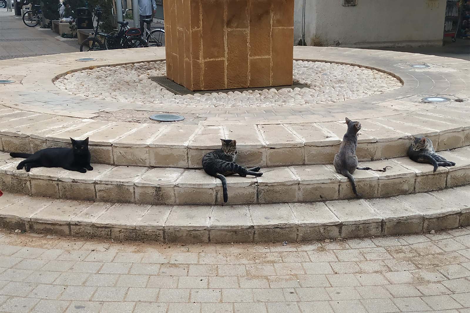 חתולים רובצים על כיכר שהייתה ואיננה בפסאז' בני ברית ברחובות (צילום: אסף צבי)