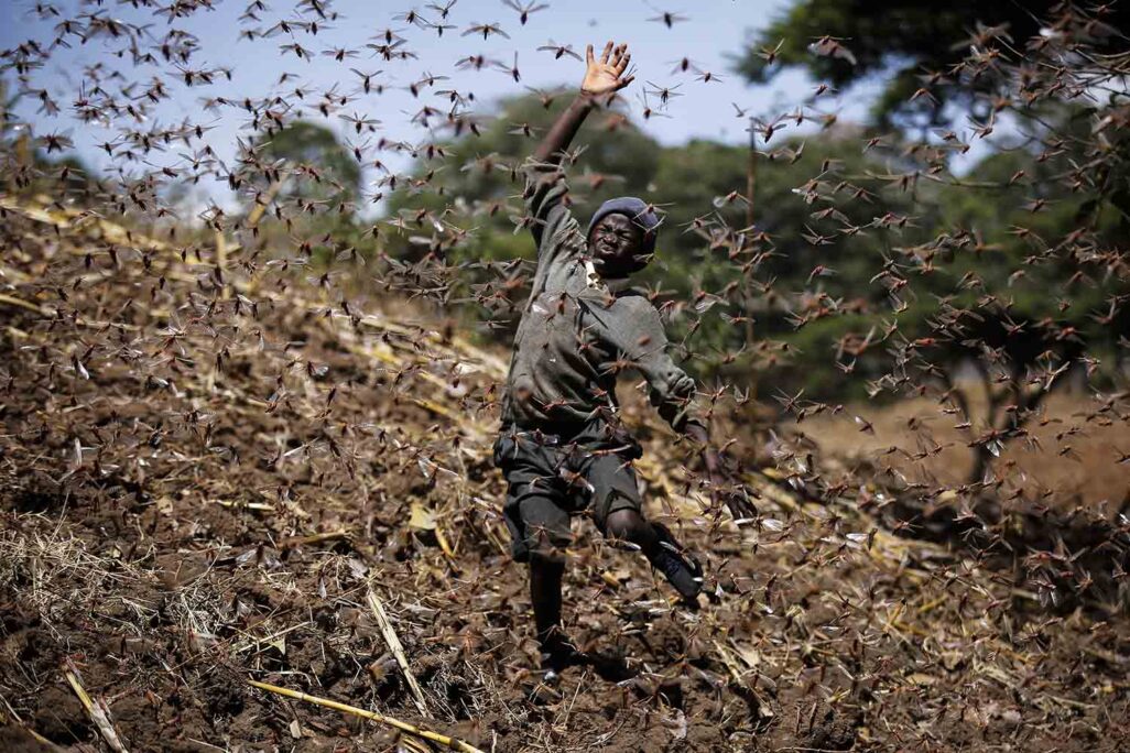 חקלאי בקניה נאבק בארבה. &quot;המוזרות של פעולת הכלכלה המקומית&quot; (צילום: AP Photo/Brian Inganga)