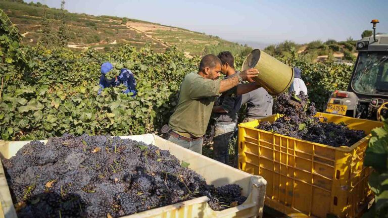 Farmers harvesting grapes in Gush Etzion. (Photo: Gershon Elinson / Flash90)