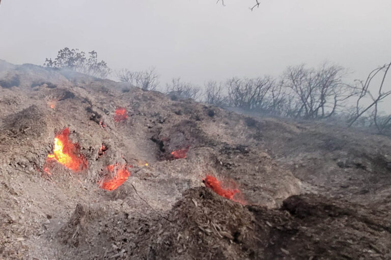The roots of catalpa trees seen burning in the Har Tayyasim Nature Reserve outside of Jerusalem. (Photo: Gilad Weil / Israel Nature and Parks Authority)