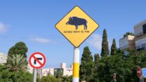 שלט המזהיר מפני חזירי בר בחיפה (צילום: RnDmS /StockStudio Aerials / Shutterstock.com)