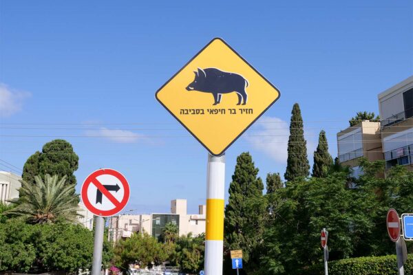 שלט המזהיר מפני חזירי בר בחיפה (צילום: RnDmS /StockStudio Aerials / Shutterstock.com)