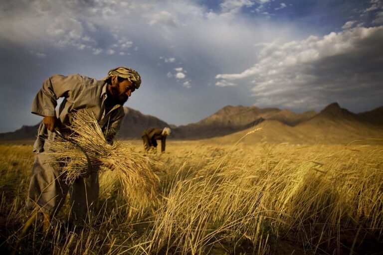 חקלאים אפגנים קוצרים בסמוך לקאבול, 24 ביוני 2010 (AP Photo/Dusan Vranic)