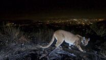 פומת הרים בוגרת בהרי וורדוגו שבמחוז לוס אנג'לס בקקליפורניה. (צילום:U.S. National Park Service via AP)