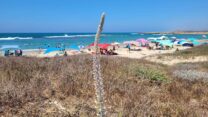 חצב בשמורת תל דור (צילום: יוסי אוזן, רשות הטבע והגנים)