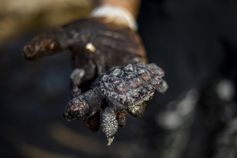 הצבים משלמים את המחיר (צילום: AP Photo/Ariel Schalit)