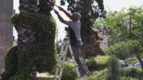 דורון מלסה. "אם אני רואה פיקוס שצומח על דקל, אני קושר אותו וגוזם כדי שבהמשך אוכל לעצב אותו" (צילום: מאור הוימן)