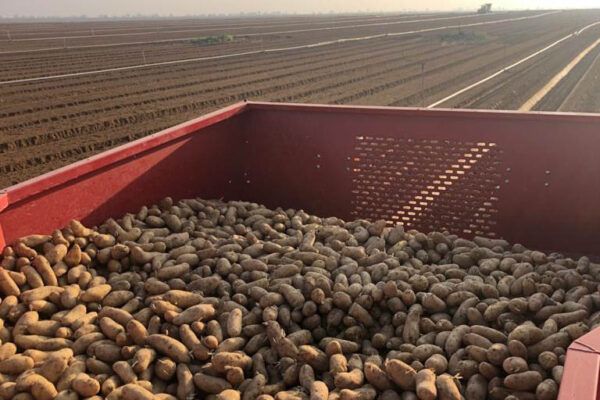 תפוחי אדמה שנקטפו ממתינים במיכל בשדה (צילום: אמיר דגן)