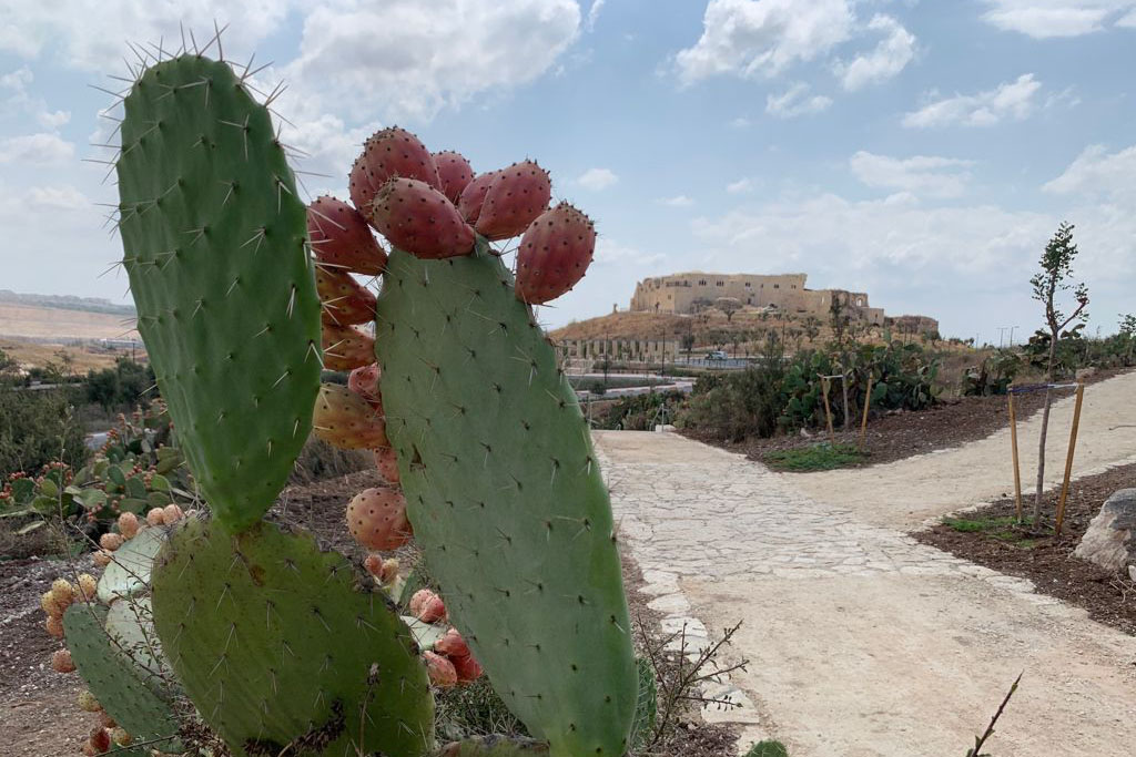 הגן הלאומי מגדל צדק (צילום: אלון נבון) הגן הלאומי מגדל צדק (צילום: אלון נבון)