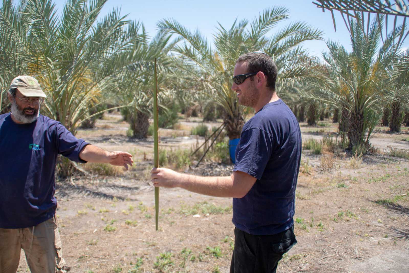 Ra’anan Sternich, who works in the palm fields, presents a suitable specimen of palm branch. (Photo: Guy Teichholtz)