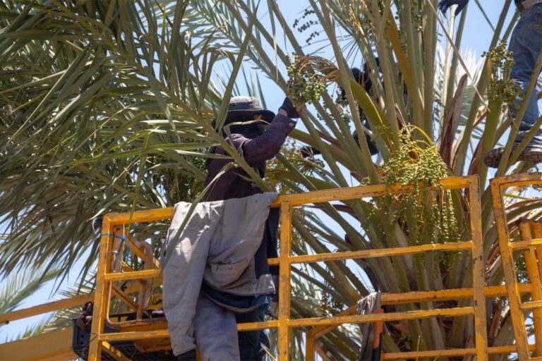 The lulav harvest occurs on raised platforms to access the tall date-palm trees. (Photo: Guy Teichholtz)
