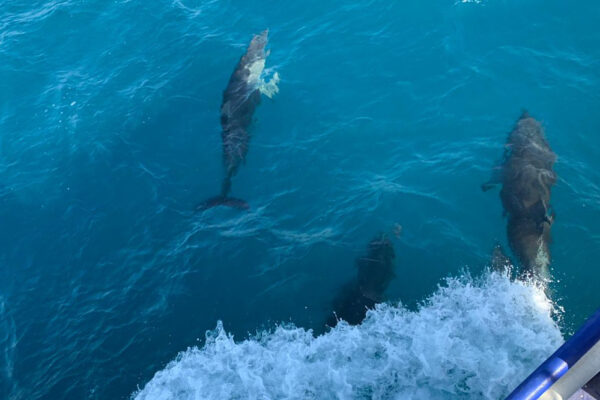 להקת דולפינים ממין דולפינן בכניסה למפרץ (צילום: אמיר יורמן / מחמלי)