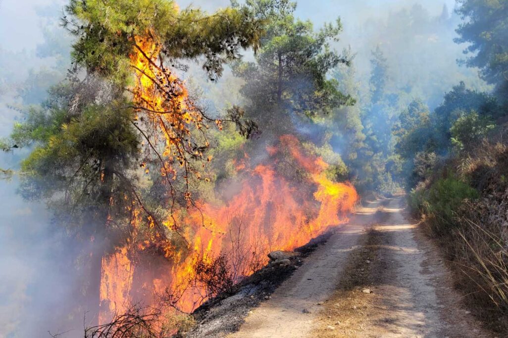 התחדשות מוקד שריפה בהרי ירושלים אזור עין קובי (צילום: אריאל קדם רשות הטבע והגנים)