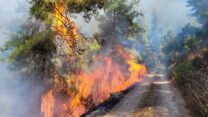 התחדשות מוקד שריפה בהרי ירושלים אזור עין קובי (צילום: אריאל קדם רשות הטבע והגנים)