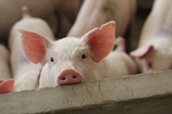 חזיר (צילום: shutterstock)