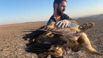 הנשרים שהורעלו (צילום: שלומית שביט רשות הטבע והגנים)