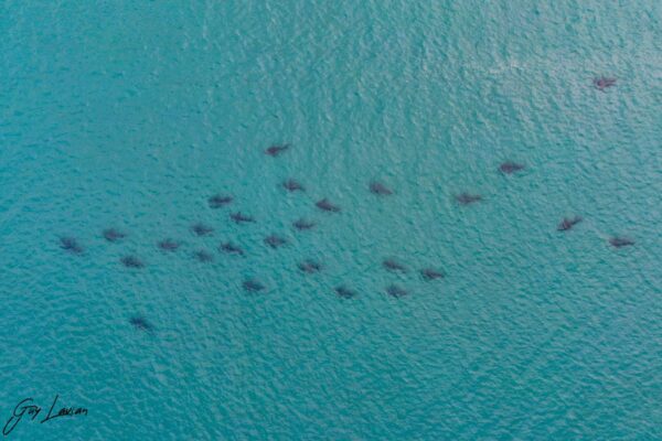 כרישים סמוך לחופי חדרה (גיא לויאן רשות הטבע והגנים)