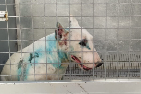 הוחזקו בתת תנאים: כ-50 כלבים נמצאו במכלאה לא חוקית בנצרת