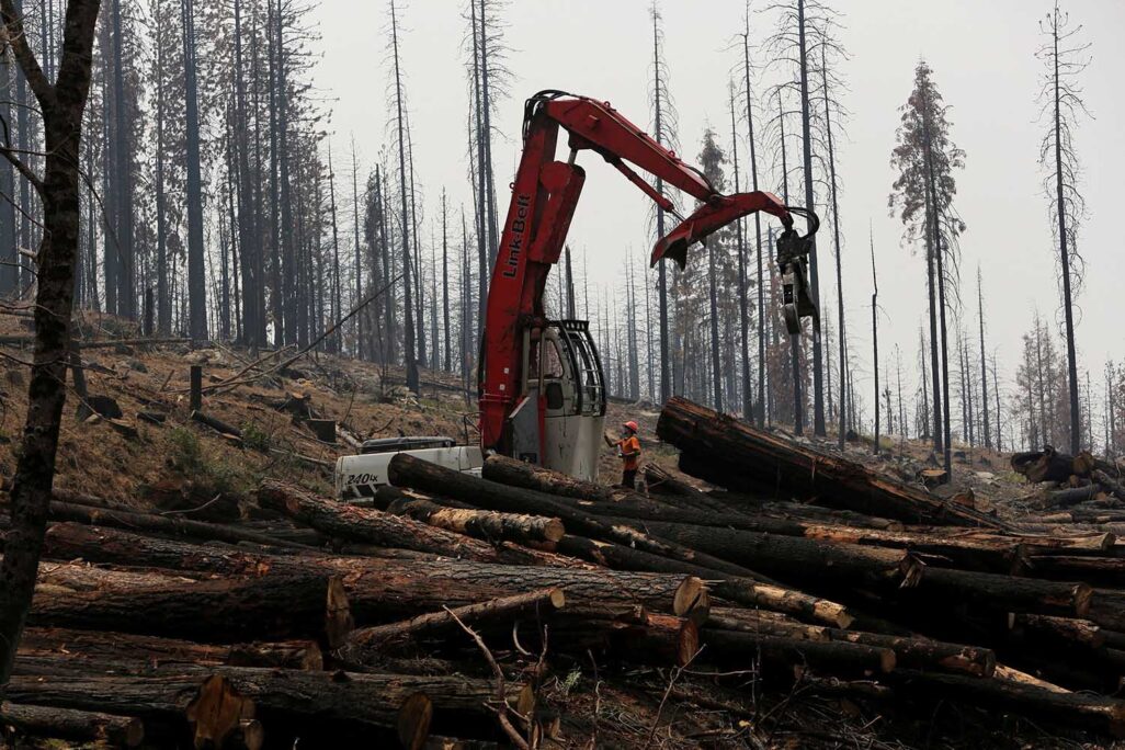 כריתת יער בקליפורניה ארה"ב (צילום: REUTERS/Robert Galbraith/File Photo)