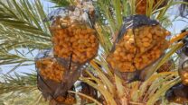 תמרי מג'הול לקראת גדיד. "את התמרים הלחים, הכי גדולים והכי עסיסיים, אנחנו מוכרים במכירה ישירה" (צילום: אלבום פרטי)