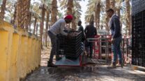 גדיד במטע התמרים באלמוג עם המגלשים של דרורטק (צילום: מור הופרט)