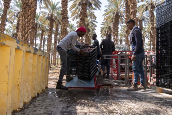 גדיד במטע התמרים באלמוג עם המגלשים של דרורטק (צילום: מור הופרט)