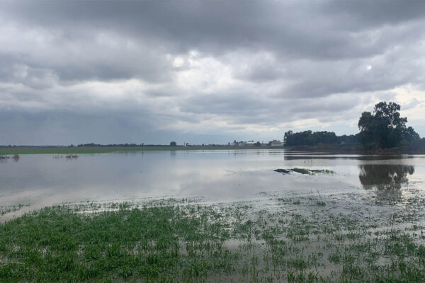 נזקי מזג האוויר לחקלאים הגיעו ב-2021 לכ-300 מיליון שקלים