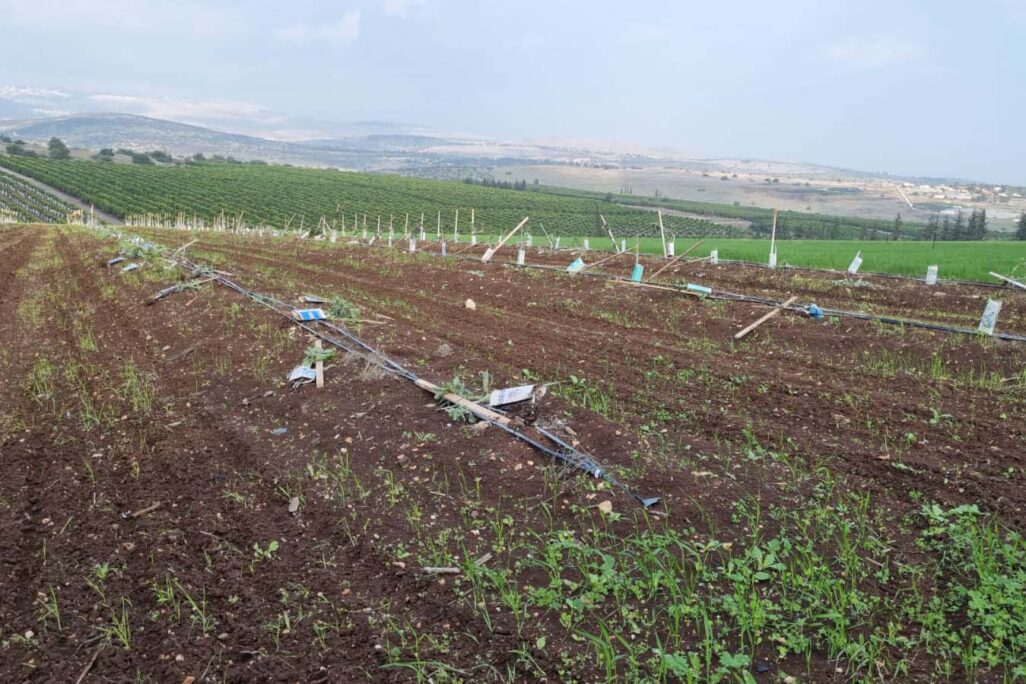 המטעים שהושחתו בקיבוץ חקוק (צילום: ברק קפלן) המטעים שהושחתו בקיבוץ חקוק (צילום: ברק קפלן)