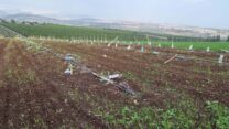 המטעים שהושחתו בקיבוץ חקוק (צילום: ברק קפלן)