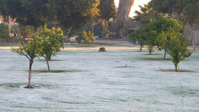 קרח כיסה את הדשא בקיבוץ נווה איתן שבעמק המעיינות (צילום: תמי סלע)