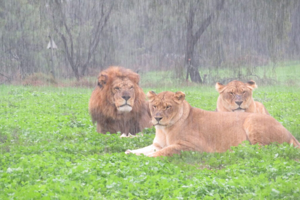 אריות בספארי ברמת גן נהנים ממזג האוויר הקר והגשם (צילום: שגית הורוביץ, דוברות הספארי)
