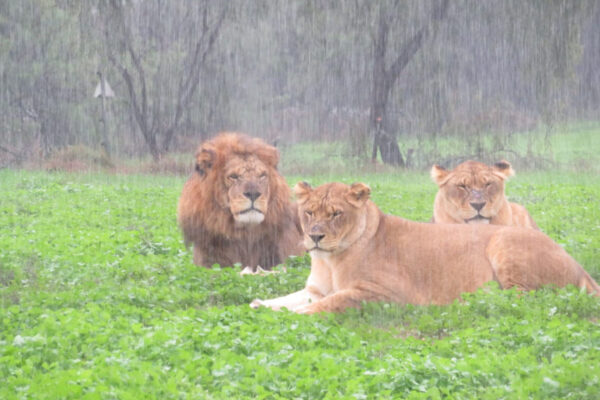 צפו: אריות בגשם בספארי, שלג במירון ובגולן
