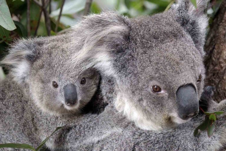 אוסטרליה, פברואר. המדינה מכריזה שדובי הקואלה נמצאים בסכנת הכחדה (AP Photo/Rob Griffith, File)