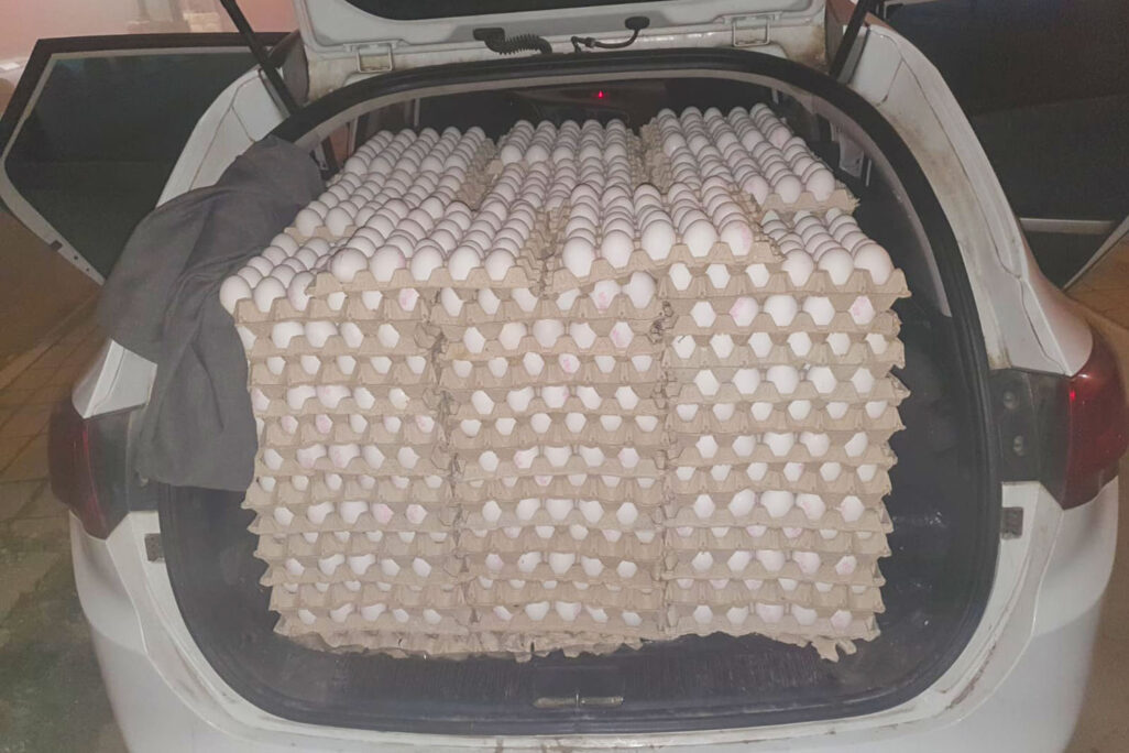 6,000 ביצים עם חותמות מזויפות שהיו מיועדות להימכר בישראל ונתפסו על ידי משרד החקלאות (צילום: משרד החקלאות)