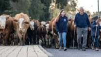 יחיעם אלטשולר עם נכדיו והפרות (צילום: עוז יוגב)