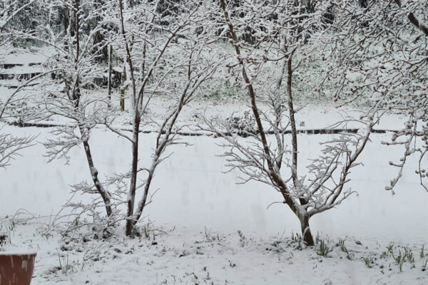 שלג כבד בנווה אטיב (צילום: רפאל נוה)