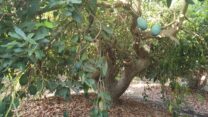 מטע אבוקדו בנירים (צילום: בר חפץ)