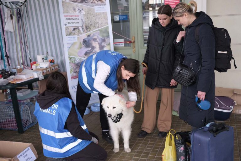 מעבר הגבול מדיקה. מתנדבים מטפלים בכלב (צילום: אביעד טל)