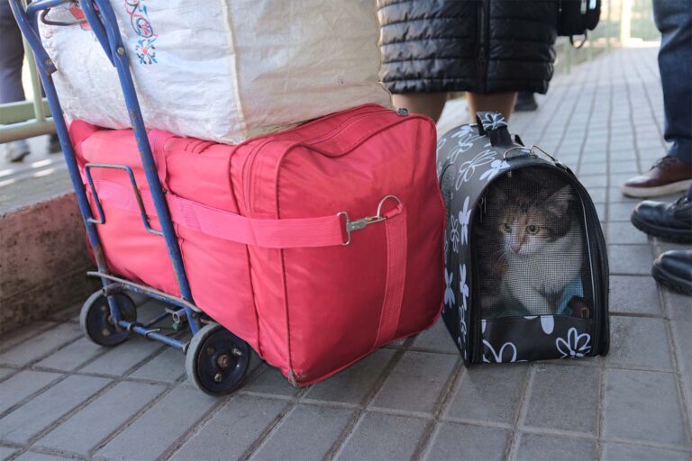 חתול ממתין בתחנת הרכבת בפשמישל, 12 ק&quot;מ לתוך גבול פולין. העיירה הפכה למרכז משמעותי לסיוע עבור כל מי שחצה את הגבול לאירופה (צילום: אביעד טל)