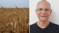 דייויד לוי, מנכ"ל ארגון עובדי החיטה: "המצב דורש חישוב מסלול מחדש בחשיבה שלנו בנוגע לגידול גרעינים וחיטה בארץ" (צילומים: אלבום פרטי, מילה אביב/פלאש90)
