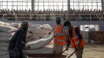 צוות מקומי של תוכנית המזון העולמית (WFP) במהלך חלוקת מזון של קמח, שעועית ושמן שחולקה על ידי תוכנית המזון העולמית (WFP) באצטדיון כדורגל לשעבר בפאתי העיר קאבולצוות מקומי של תוכנית המזון העולמית (WFP) במהלך חלוקת מזון של קמח, שעועית ושמן שחולקה על ידי תוכנית המזון העולמית (WFP) באצטדיון כדורגל לשעבר בפאתי העיר קאבול (צילום: Julian Busch / Hans Lucas via Reuters Connect)