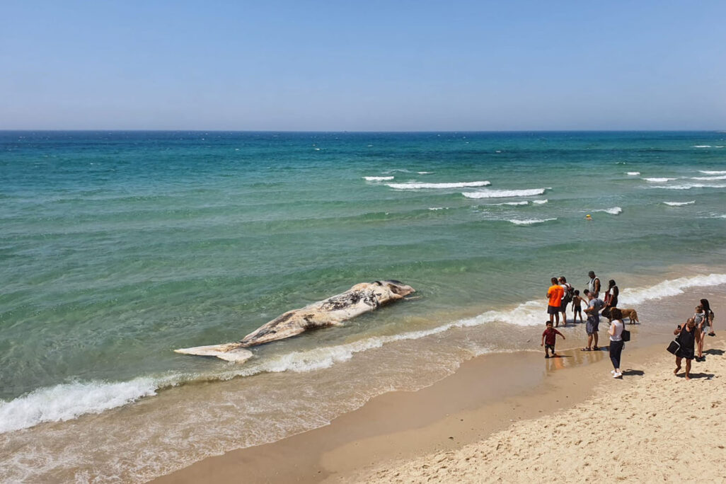 גופת לוויתן בחוף תל אביב-יפו (צילום: רשתות חברתיות, סעיף 27א לחוק זכות יוצרים)