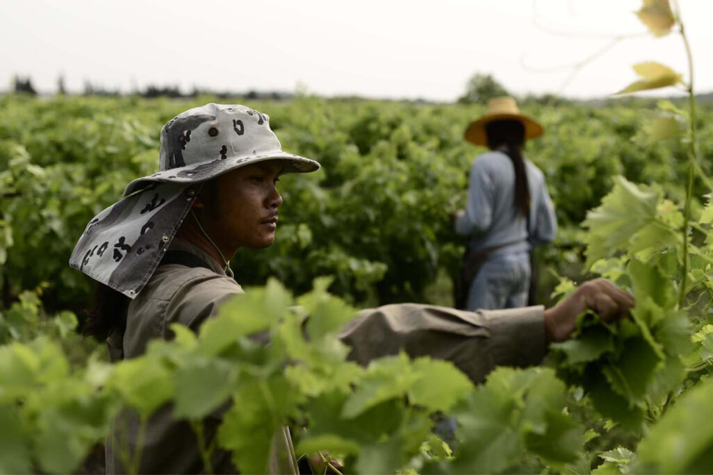 עובדים זרים מתאילנד בחקלאות (צילום ארכיון: תומר נויברג/פלאש90)